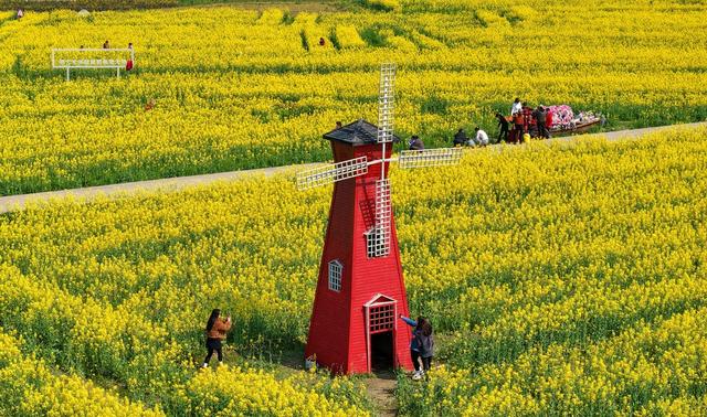 江西南昌：游客漫步于金色花海间