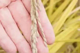 主播说联播丨黑龙江五常探“米”！比大米更香的还有这些→图片