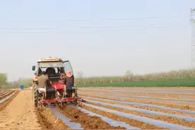 小小芋头承载增收致富梦图片