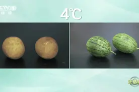 这些果蔬不能放冰箱！5个建议，转给家人图片