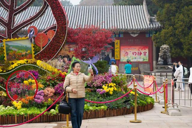 香山彩叶变色率已达75%-85%，这12处捡秋点位超出片