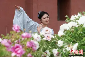 青海民大近10亩“校花”牡丹艳丽绽放图片