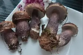 在昆明捡到的这种紫色菌子能吃吗？专家：可以！图片