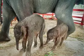 全球第三对！泰国迎罕见“龙凤胎”象宝宝，概率不到1%   象妈妈受惊，驯象师摔断腿图片