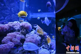 云南昆明：海洋世界度过欢乐假期图片