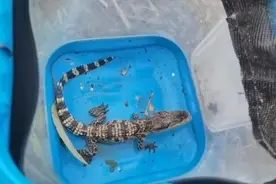 四川一男子在涪江钓起一条鳄鱼，当地回应：系暹罗鳄，疑为人为放生图片