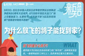 自带导航系统！放飞的鸽子，这样回家 | 南都新知图片