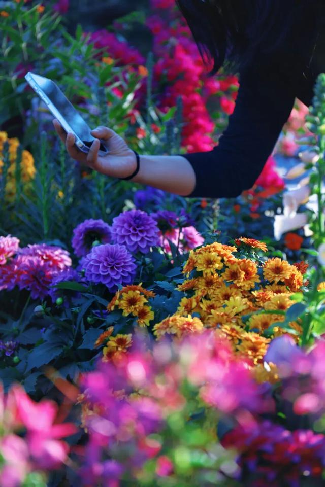 行摄 | 美爆了！秋日花海，限时上映