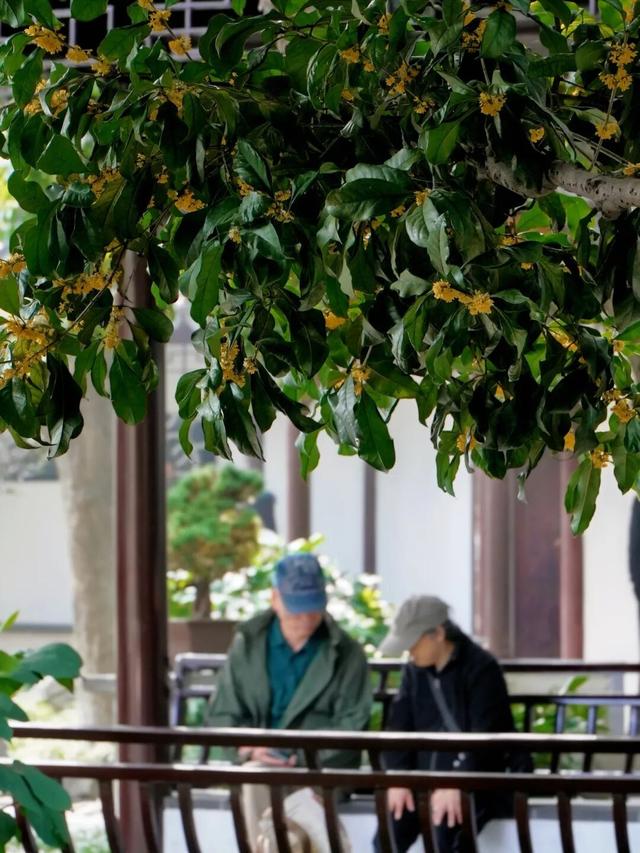 绿→黄，姑苏秋意进行时......