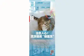 流浪猫逆袭成“猫医生”，专治人心已“接诊”120余人｜封面头条图片