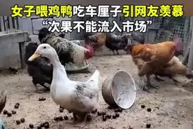 女子喂鸡吃车厘子引网友羡慕 女子回应：这些次级车厘子不能流入市场图片