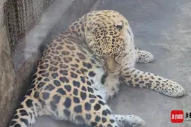 攀枝花动物园走红一年后迎来新“顶流” “豹警官”将有新“身份”图片