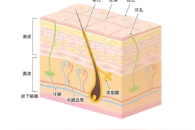 身上总有淤青？不只是“磕碰”那么简单图片