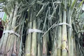 应季甘蔗大量上市，挑选有讲究→图片