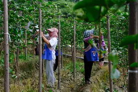 曲靖师宗：黄金百香果奏响“致富曲”图片