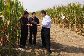 河北平乡：试验田里话丰收图片