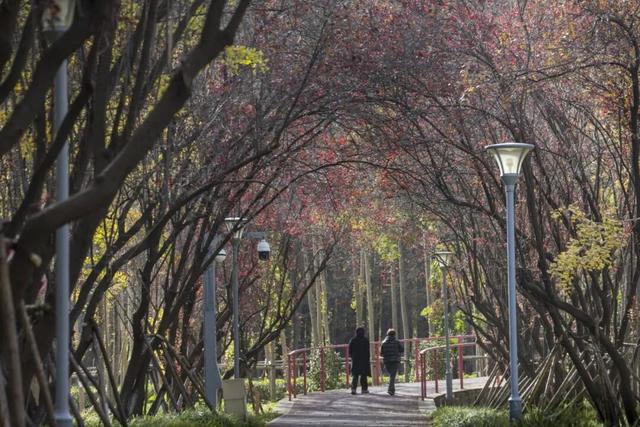 长宁的秋叶，红得醉人……