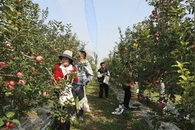 河北易县：苹果丰收香满园  多措并举助增收图片