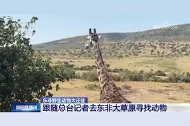 现场直击丨东非上演动物大迁徙 百万大军“天国之渡”图片