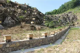 “蜂”景独好日子甜——竹溪县多举措赋能林下蜜蜂养殖产业发展图片