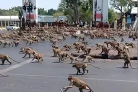 泰国两派数千只猴子打群架，37只带头公猴被抓，帮派头目落网 泰政府：绝育！图片