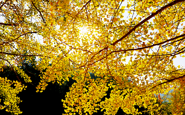 初冬胜春，韶关最美季来了，快来打卡