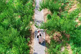 采摘正当时！汉阴县五一村100亩青脆李成熟上市图片