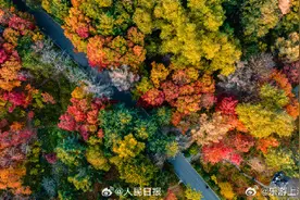 秋天才有的彩色林图片