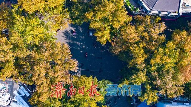 树影婆娑间，邂逅济南最温柔的秋天
