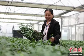 （乡村行·看振兴）湖北远安：“小茶苗”育出乡村振兴新希望图片