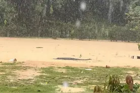 广东暴雨4条鳄鱼出逃？已全部找回！图片