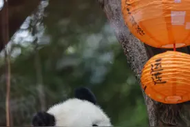 大熊猫“吃播”元宵节上线，保育员：“妹猪”喜欢脚丫夹汤圆图片