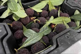 今年首批杨梅，上市了！图片