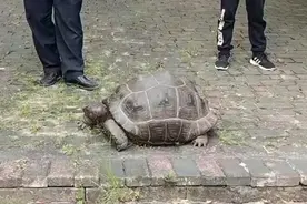 广州番禺一公园现国家保护动物陆龟，警方：已移交森林公安 专家称禁止非法买卖驯养图片
