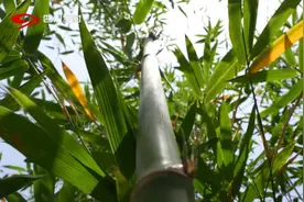 一根竹子的“七十二变”图片