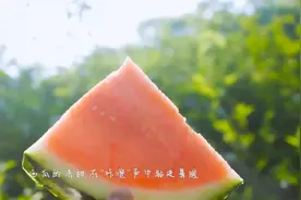 解锁夏天的味道，4月20日第二届惠民蓝莓采摘节来了图片