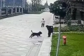 被咬女童家属请求对黑狗安乐死，代理律师最新发声图片