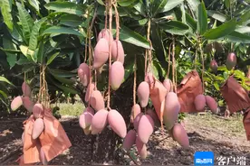 品牌价值达57.80亿元！三亚芒果跻身中国果品区域公用品牌价值榜前20图片