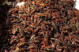 小龙虾低至9元/斤，今夏有望实现“吃虾自由”图片