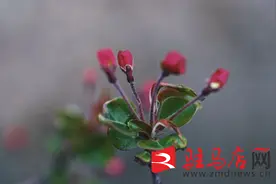 海棠蓓蕾初绽放 新上红妆最芬芳图片