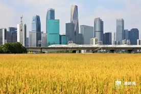 杭州“稻田CBD”开始收割了？大丰收还得再等等图片