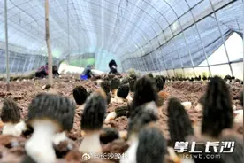 美味尝鲜！长沙羊肚菌上市了图片