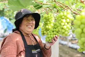 乡村振兴｜边岗村的“棚”勃活力图片