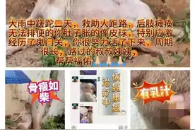 数百人捐款10万元救狗，一捐款人质疑账目不清被踢出群，双方回应图片