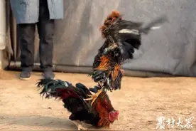 破壳就开打的鲁西斗鸡，“冲”上了餐桌图片