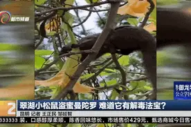 惊人！昆明翠湖小松鼠啃食曼陀罗，难道它有解毒法宝？图片