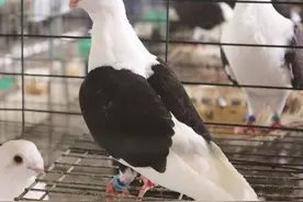 鹤秀鸽、黑皂鸽有望入选“国家名录”图片