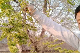 又是一年榆钱时图片