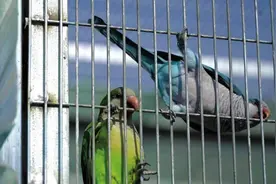 小鹦鹉唱出特色“致富曲”图片