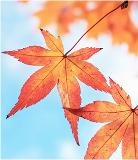 把冬天拍成油画！上饶这片水杉林，氛围感直接拉满